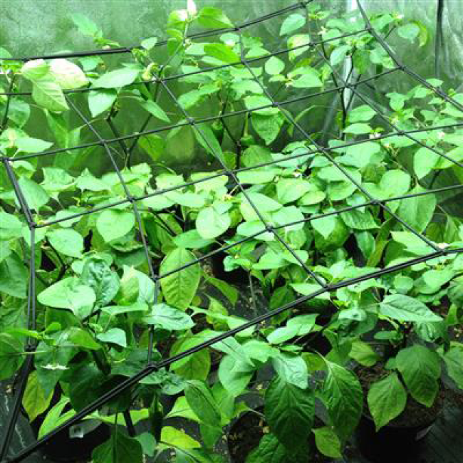 LightHouse StretchNet für Growboxen bis zu 120x120cm Details1 